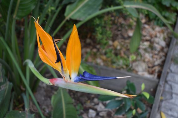 Solerantonio2 en Hamelin: Flora  (Almería), Strelitzia reginae, Ave del paraiso