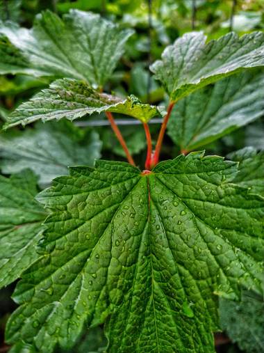 andresmartinez en Hamelin: Flora, Ribes petraeum