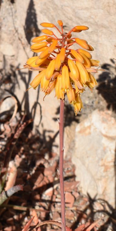 Solerantonio2 en Hamelin: Flora  (Almería), Planta