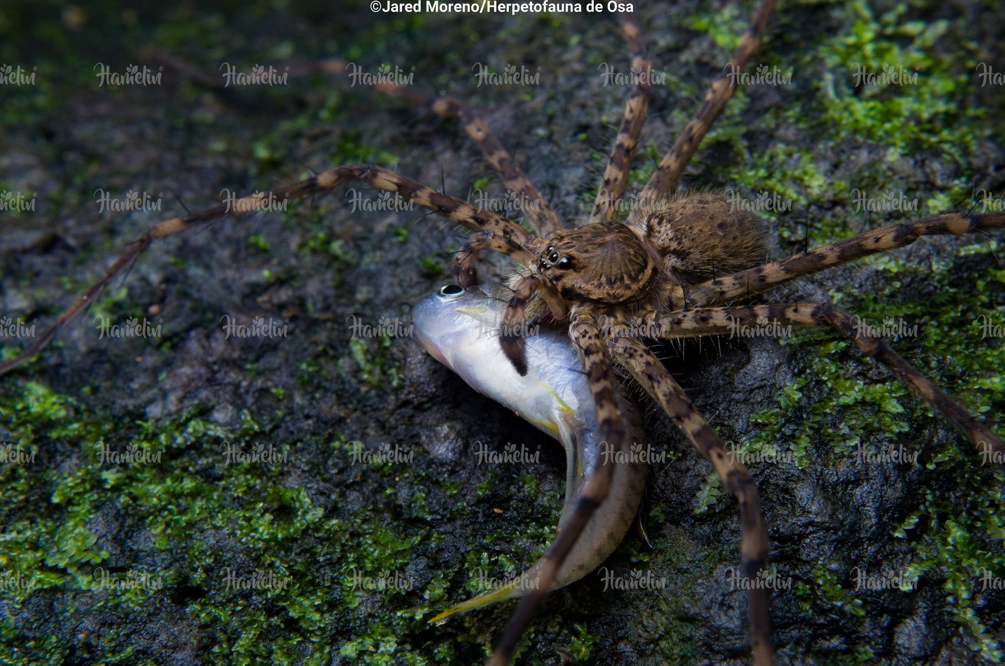“Araña pescadora” (Trechalea extensa)