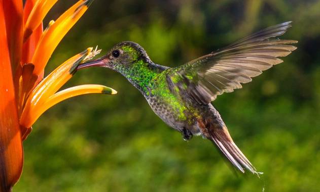 Olguin.jao en Hamelin: Fauna  (Tres Valles), #Aves21