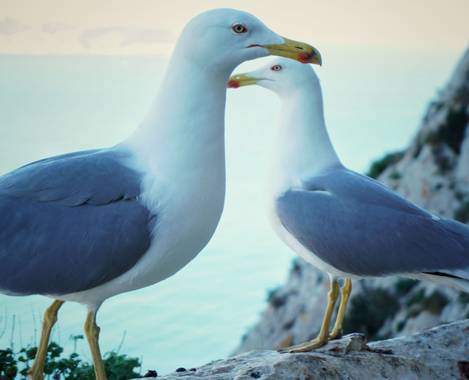 ivanalepuz en Hamelin: Fauna  (Alicante), Larus michahellis J.F.Naumann, 1840, #gaviotas #calpeturismo #calpe #peñondeifach #alicante #alicanteturismo #pai...