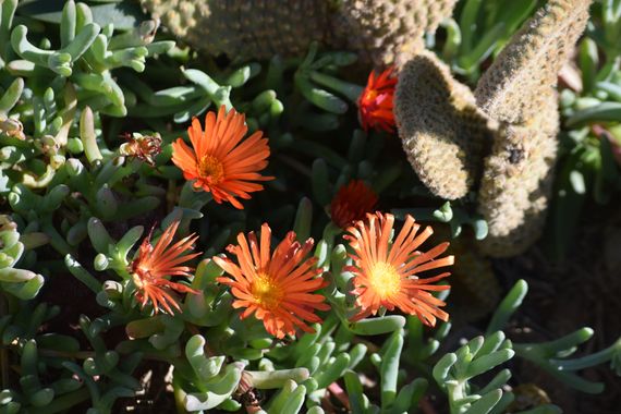 Solerantonio2 en Hamelin: Flora  (Níjar), Malephora crocea, Planta