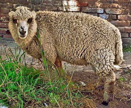 Gabriela Analía Russo en Hamelin: Fauna, #oveja #pueblo Mechongué