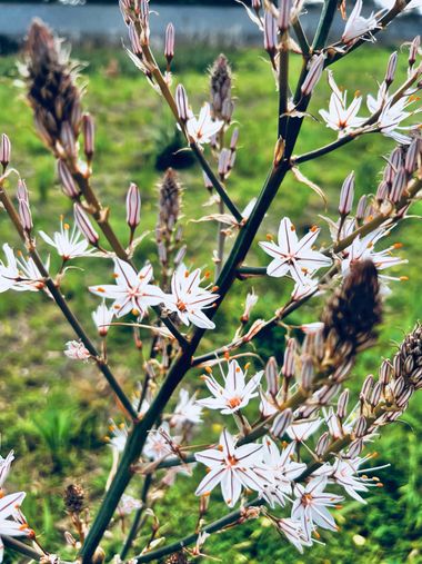 Clari Montal en Hamelin: Flora  (Marratxí), Asphodelus ramosus, Paseo de primavera - 2023