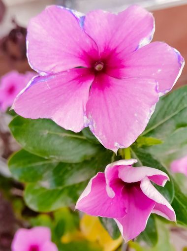 Solerantonio2 en Hamelin: Flora  (Almería), Catharanthus roseus, Planta