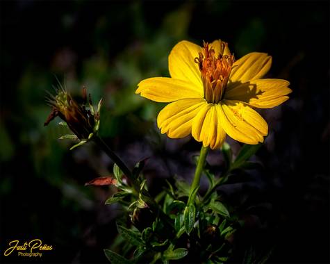 Justi en Hamelin: Flora  (Badalona), Cosmos sulphureus, Avance de primavera !!!
#flora21 