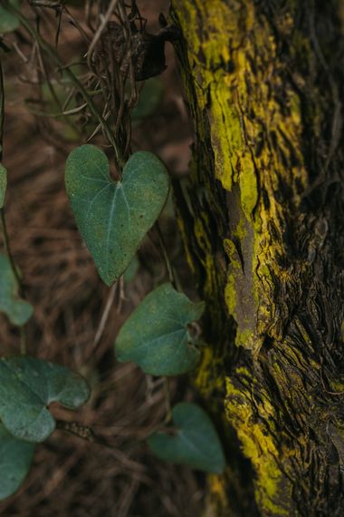 Elenagil.ph en Hamelin: Flora, #natura #naturaleza #plantas #verde #vegetacion 