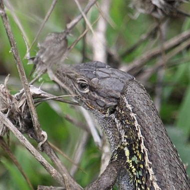 Xiriargui en Hamelin: Fauna  (Arguisuelas), #landscape