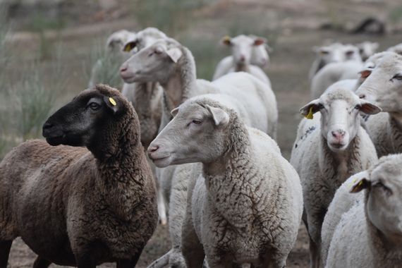 Info en Hamelin: Fauna, Productoras de leche para Torta del Casar