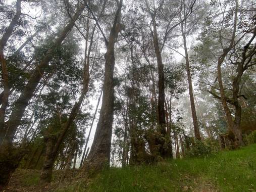 castilj5 en Hamelin: Paisaje  (Zipacón)