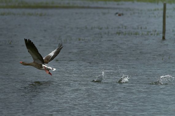 Inakiberruetaacebes en Hamelin: Fauna  (Vitoria), #ganso #humedal #avesmigratorias 