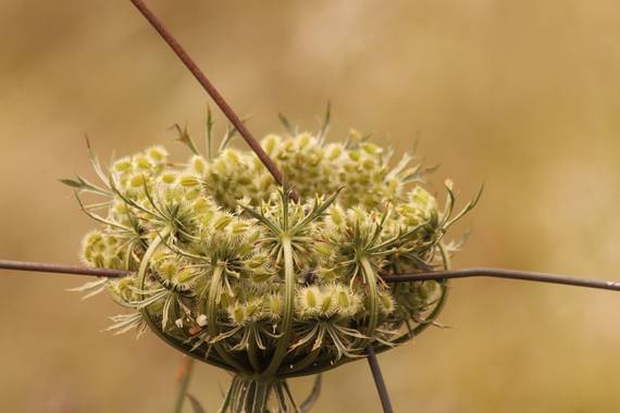 Inmaculadavillegas en Hamelin: Flora 