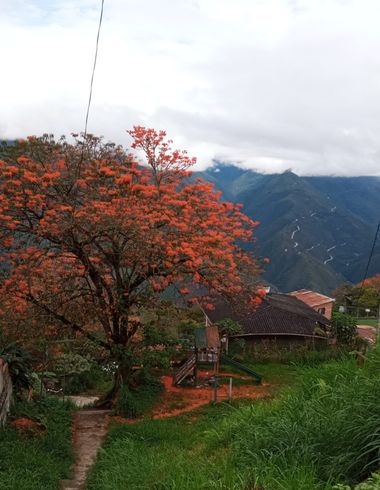 rosariohigueras08 en Hamelin: Paisaje  (Coroico), #paisaje #rural #naranja 