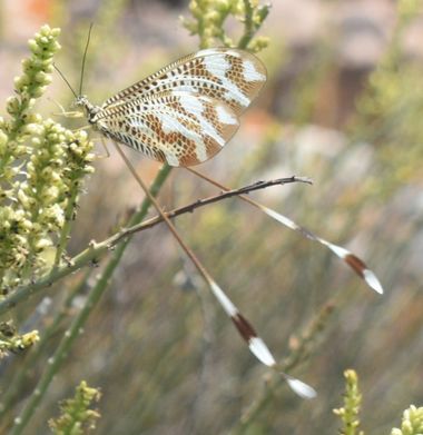 Solerantonio2 en Hamelin: Fauna  (Cabo de Gata), Insecto