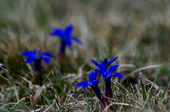 Azulmarino  en Hamelin: Flora  (Queralbs), Gentiana de Primavera #frommypointofview #flora #altamontaña #primavera 