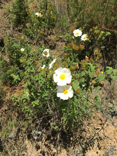 auricahk en Hamelin: Flora, Cistus salviifolius, Costa Del Sol