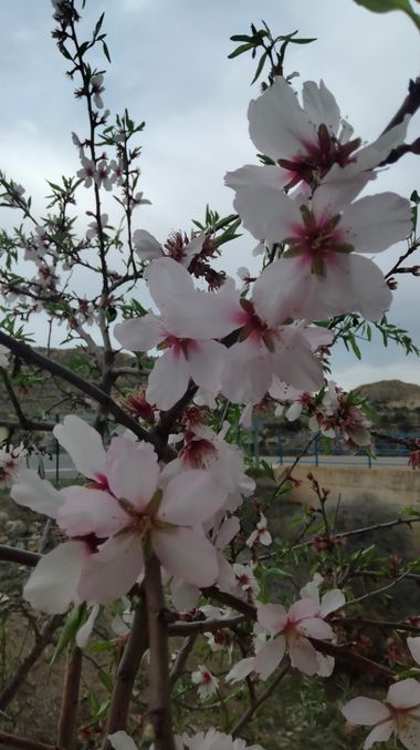 Solerantonio2 en Hamelin: Flora  (Lucainena de las Torres), Flor de almendro