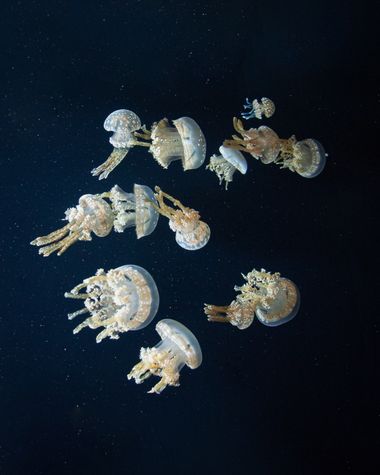 Javi González  en Hamelin: Fauna  (San Francisco), Parecen flotar como si estuvieran en el espacio, parecen de otro planeta. #medusa #jellyfish 