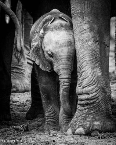 fGamero en Hamelin: Fauna  (Wilderness Lake Area), #elefante #elephant #bigfive #safari #addoelephantpark #southafrica #sudafrica #africa #safari #wildlife...
