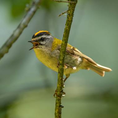 Aitor_gil en Hamelin: Fauna  (Ultzama), Regulus ignicapilla (Temminck, 1820), Esta es la segunda ave más pequeña europea midiendo de 9 a 10 cm y unos 5gr d...