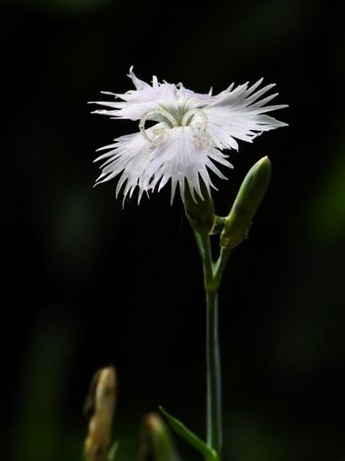 ARTURO  en Hamelin: Flora  (Gerona), #claveldemontaña