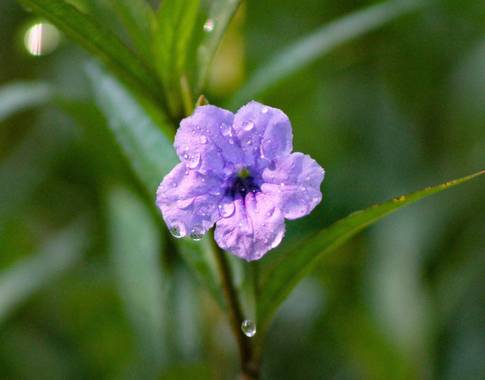 Claudiaverenicesv en Hamelin: Flora  (San Francisco Gotera), #flora21 