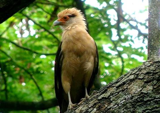 Bryan2582 en Hamelin: Fauna  (Girardot), Pigua - Milvago chimachima -326 m.n.s.m