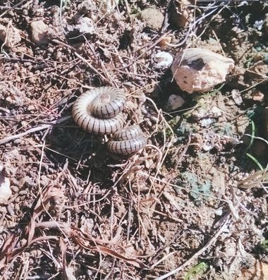 Solerantonio2 en Hamelin: Fauna  (Senda de las Minas. Bancalico de las flores.), Insecto