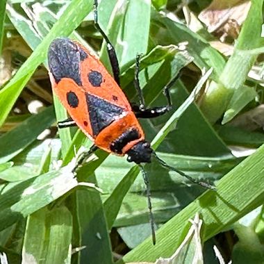 su en Hamelin: Fauna  (Calle Guadalquivir), #insectos #fauna 