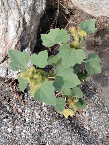 Solerantonio2 en Hamelin: Flora  (Andalusia), Xanthium strumarium, Planta