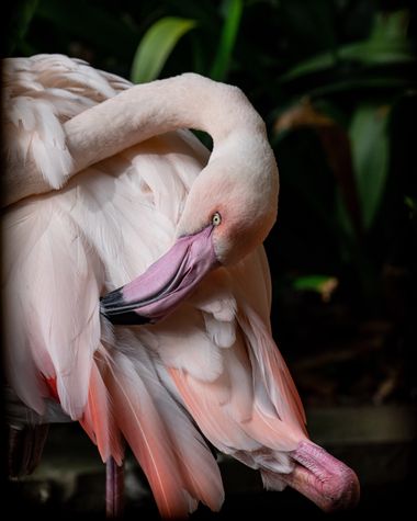 3pnoe6 en Hamelin: Fauna  (Funchal), Phoenicopterus roseus Pallas, 1811, #flamenco#colores#ave#textura#contrastes