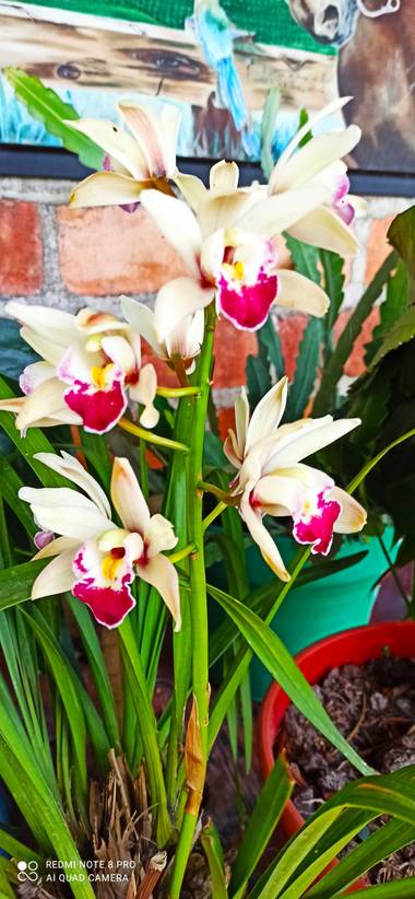 pastoressd en Hamelin: Flora  (Pitalito)