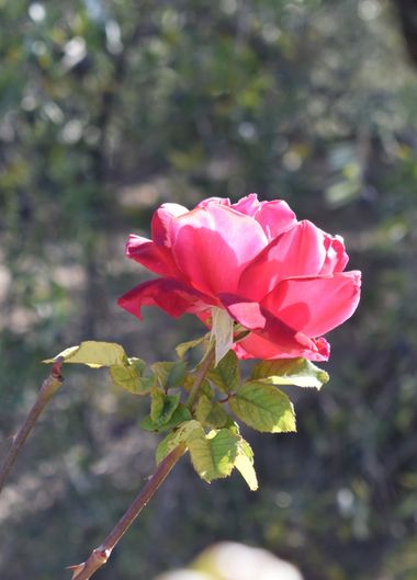 Solerantonio2 en Hamelin: Flora  (Almería), Rosas de jardin