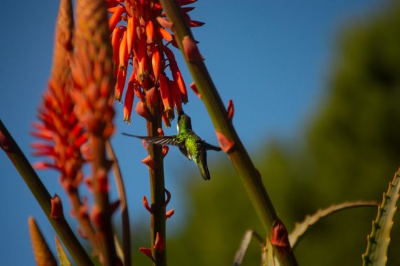 Doro en Hamelin: Fauna  (Maldonado), Picaflor Garganta Blanca, aunque en esta foto en particular no se aprecía su caracteristica Garganta y Pecho Banco, es...