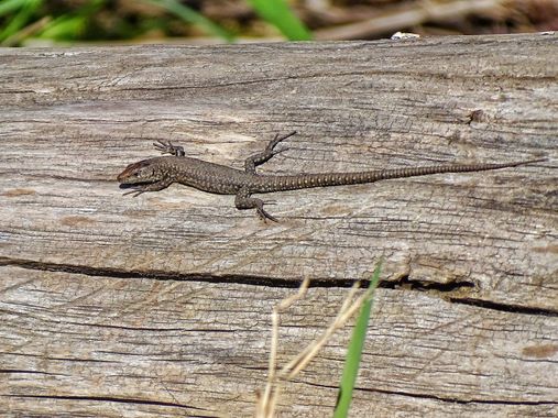Mivilor68 en Hamelin: Fauna  (Carracedelo), #reptiles 
#lagarto 