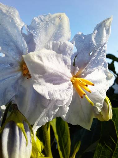 pbebo en Hamelin: Flora  (Valencia), #flora 