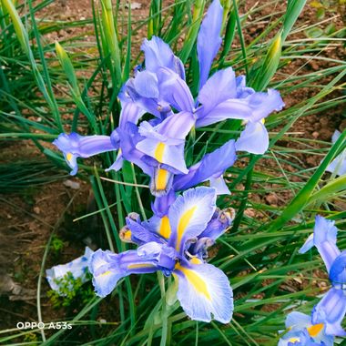 Solerantonio2 en Hamelin: Flora  (Albacete), Iris xiphium, Planta