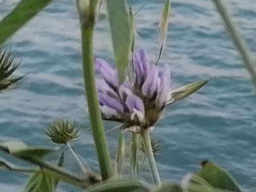Tamaralorenamunoz en Hamelin: Flora  (Benalmádena), Bituminaria bituminosa, #flora21 #benalmadena