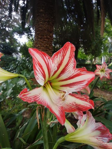 aidalzira en Hamelin: Flora  (Valencia), El jardín de Ayora siempre nos regala en primavera flores en todo su esplendor . #flora #flor 