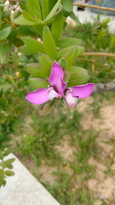 Solerantonio2 en Hamelin: Flora  (Vista de los Ángeles-Rumina), Polygala myrtifolia, Planta