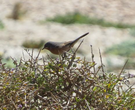 Solerantonio2 en Hamelin: Fauna  (Níjar), Ave