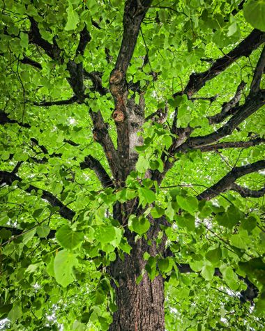 Miguel Beneyto en Hamelin: Flora  (Opernring), #arbol #viena #miguelbeneyto #austria #wien #österreich #tree #arbre