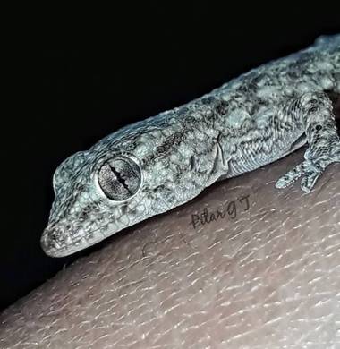 Pilarmayo012 en Hamelin: Fauna, Hemidactylus frenatus Duméril & Bibron, 1836, #rectiles.