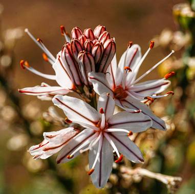 bernard1402  en Hamelin: Flora  (Barcelona), La primavera en el Jardín Botanico de Barcelona, da sus primeras muestras de su belleza

#flora #flores #flor#...