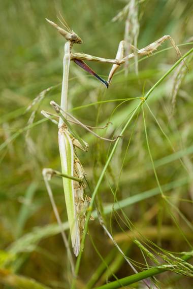 Leo Molinary en Hamelin: Fauna  (Málaga), #insectos #insect #malaga #andalucia #españa #españacampo #fauna #naturaleza #campo #mantis