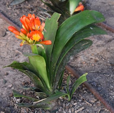 Solerantonio2 en Hamelin: Flora  (Almería), Planta