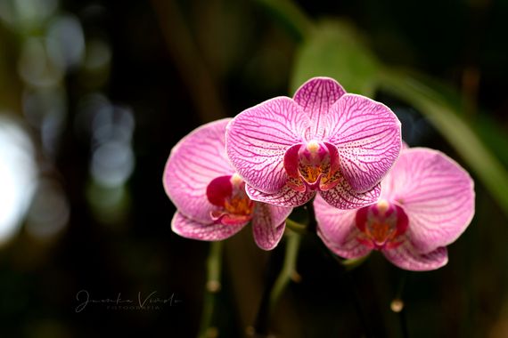 Juankafv en Hamelin: Flora, Phalaenopsis spp., #flores #flora #flor #flower #fotografia #campo #verde #bosque #photography  #color #orquidea 