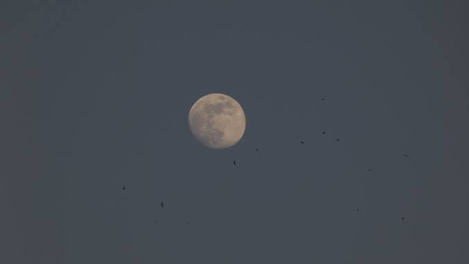 Ana Guillén en Hamelin: Paisaje  (Cáceres), Luna casi llena, pájaros alrededor de ella...