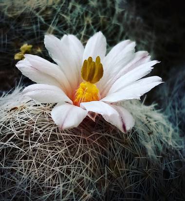 Navarroarevalomariateresa en Hamelin: Flora  (Viesca), Bella y delicada flor de cactus..